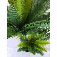 Multi Trunk Sago Cycad 130cm