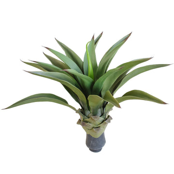 UV Agave 50cm No Pot